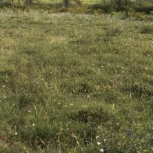 Sphagnum / Cottongrass Bog / West Virginia