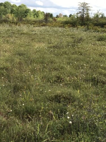 Sphagnum / Cottongrass Bog / West Virginia