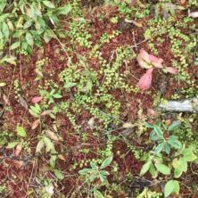 Cranberry Bog / West Virginia