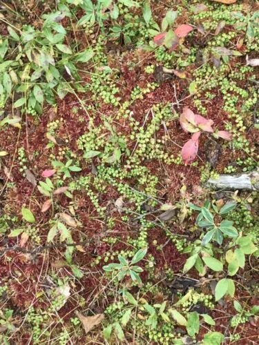 Cranberry Bog / West Virginia