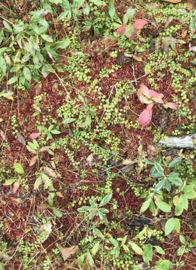 Cranberry Bog / West Virginia