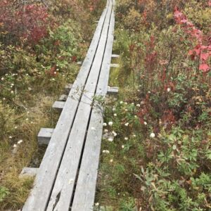 Heath Bog / West Virginia