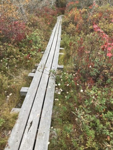 Heath Bog / West Virginia