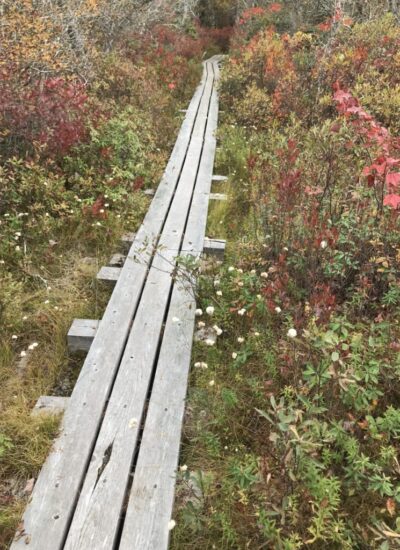 Heath Bog / West Virginia