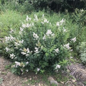 Spirea Alba / Maine
