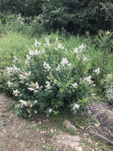 Spirea Alba / Maine