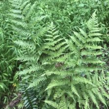 Fern's Galore / Maryland Coastal Fern