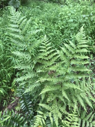 Fern's Galore / Maryland Coastal Fern