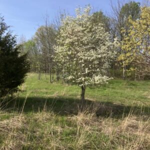 Flowering Dogwood / Maryland Meadow