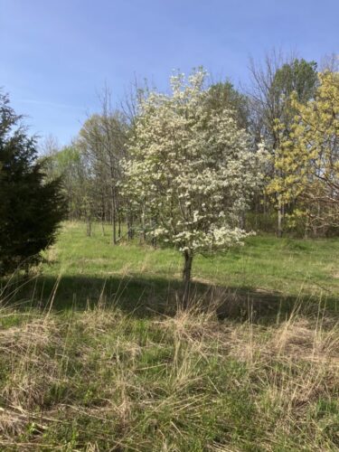 Flowering Dogwood / Maryland Meadow