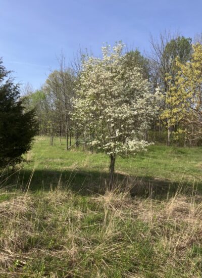 Flowering Dogwood / Maryland Meadow