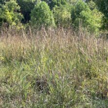 Warm Season Meadow / Maryland