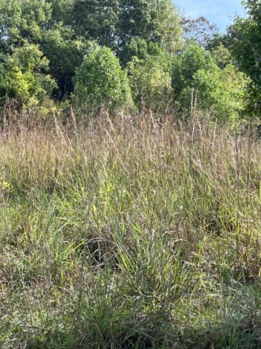 Warm Season Meadow / Maryland