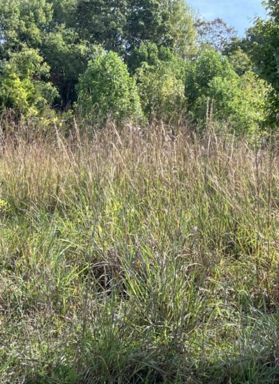 Warm Season Meadow / Maryland