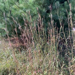 Big Blue Stem / Maryland Grassland