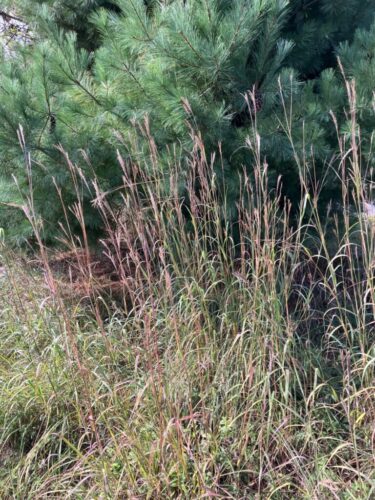 Big Blue Stem / Maryland Grassland