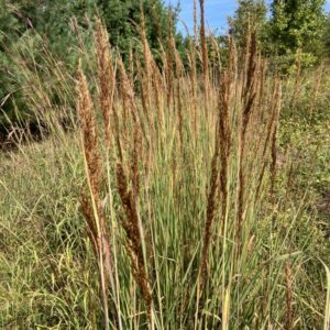 Indian grass / Maryland Meadow