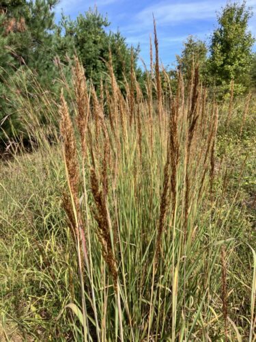 Indian grass / Maryland Meadow