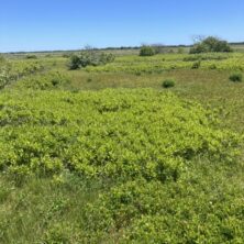 Heathland / Martha's Vineyard, Massachusetts