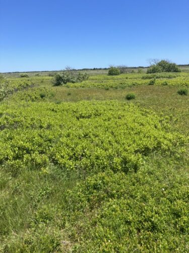 Heathland / Martha's Vineyard, Massachusetts