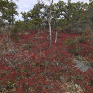Pitch Pine Heathland / Coastal Maine