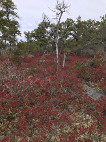 Pitch Pine Heathland / Coastal Maine