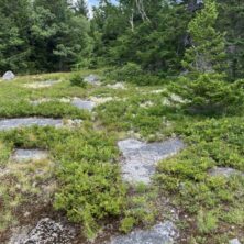 Mountain Heathland / Maine