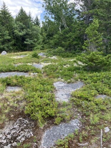 Mountain Heathland / Maine