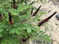 False Indigo / Maryland Coastal Dune