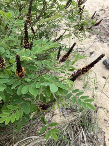 False Indigo / Maryland Coastal Dune