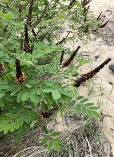 False Indigo / Maryland Coastal Dune