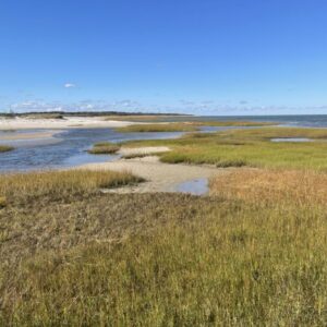 Saltmarsh / Cape Cod, Massachusetts