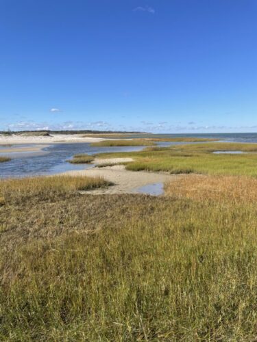 Saltmarsh / Cape Cod, Massachusetts