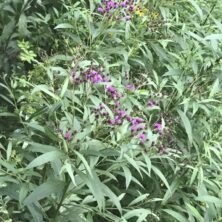 New York Ironweed / Maryland Piedment Fen