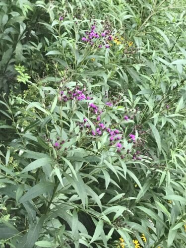 New York Ironweed / Maryland Piedment Fen