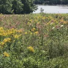 Wildflower Meadow / Down East Maine