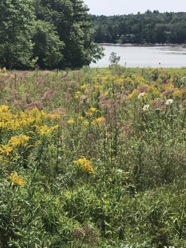 Wildflower Meadow / Down East Maine
