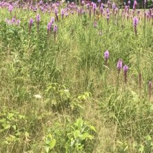 Liatris Meadow / Down East Maine