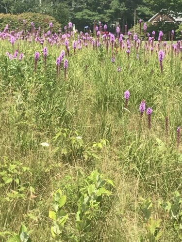 Liatris Meadow / Down East Maine
