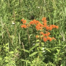 Butterfly Milkweed / Maryland Piedmont Meadow