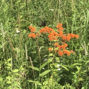 Butterfly Milkweed / Maryland Piedmont Meadow