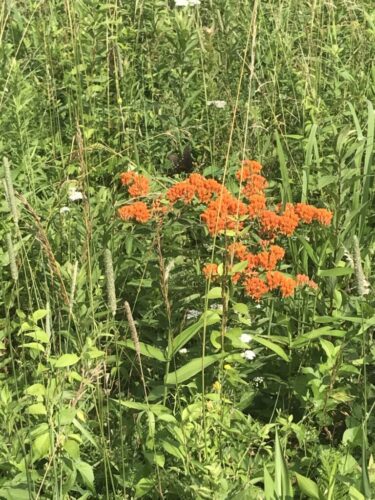 Butterfly Milkweed / Maryland Piedmont Meadow