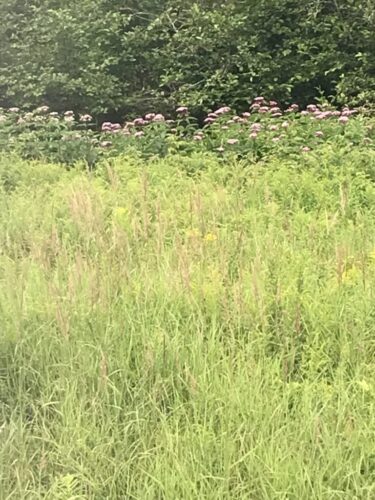 Grassland Wildflower Meadow / Downeasst Maine