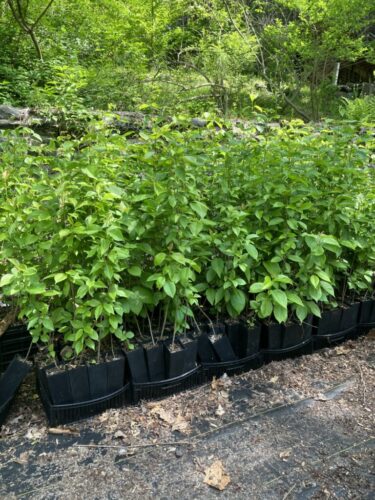 Seedling Tublings