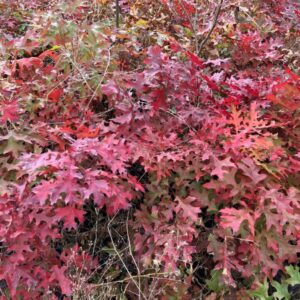 Scarlet Oaks Container Grown