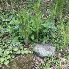 Garden Rock Outcry Assemblage