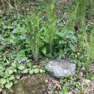 Garden Rock Outcry Assemblage