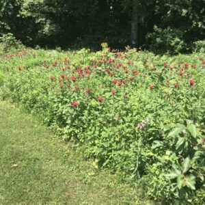 Bee Balm Mass Mosaic