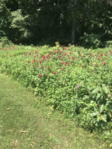 Bee Balm Mass Mosaic