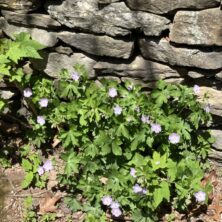 Wild Geranium / Self Seeding